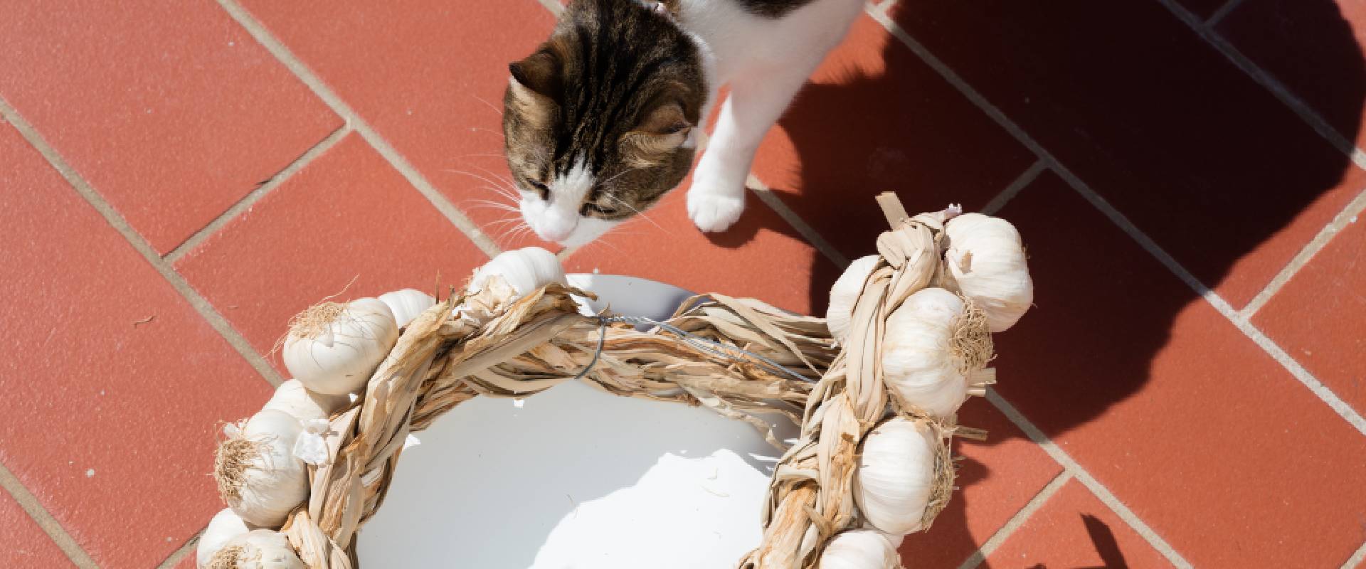 Does garlic hurt cats sale